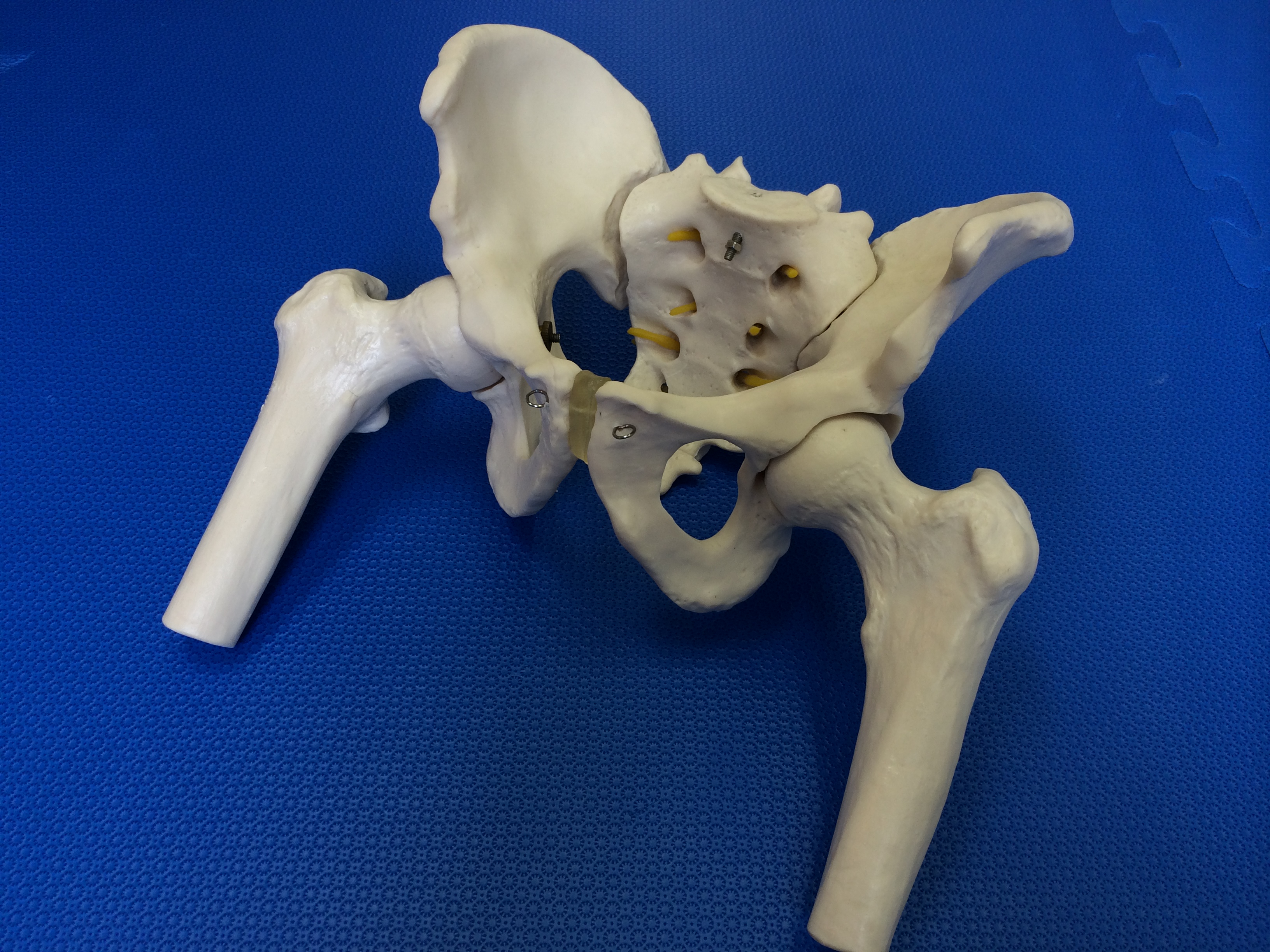 骨模型　骨盤 (2)