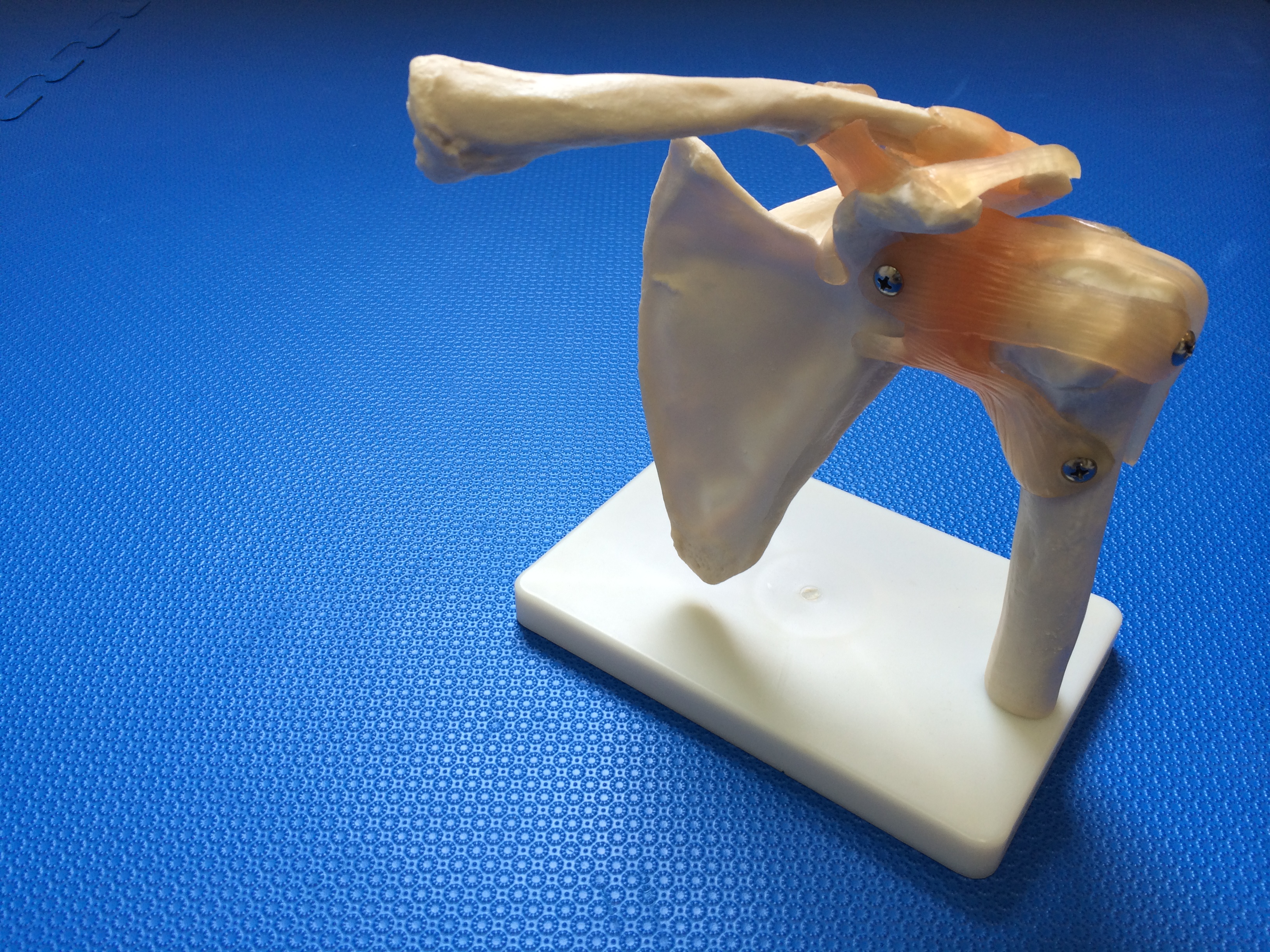 骨模型　肩関節 (3)