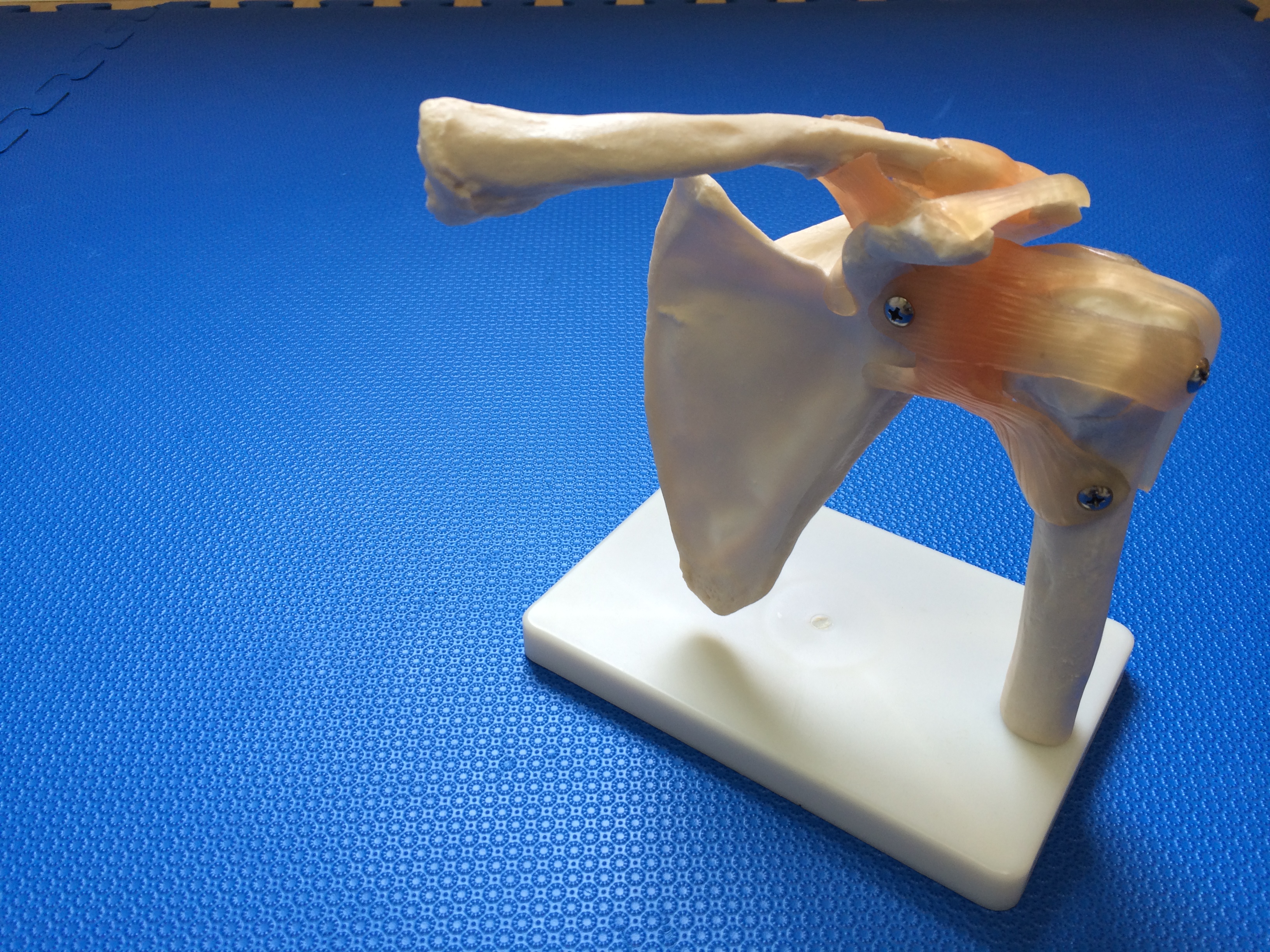 骨模型　肩関節 (2)