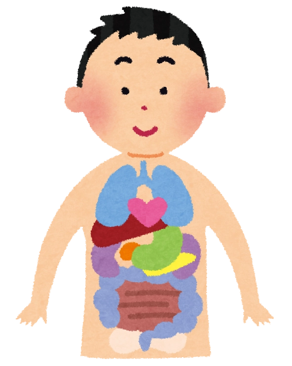 自律神経とは?