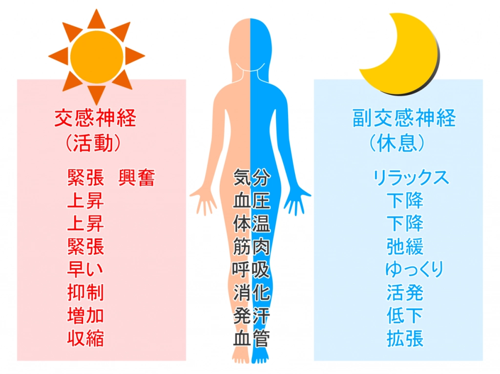 交感神経と副交感神経