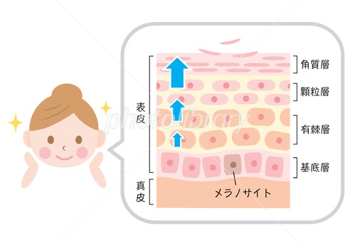 ターンオーバーの低下