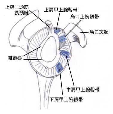 関節唇とは